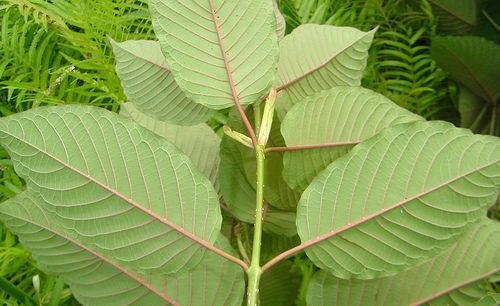 Red Vein Kratom