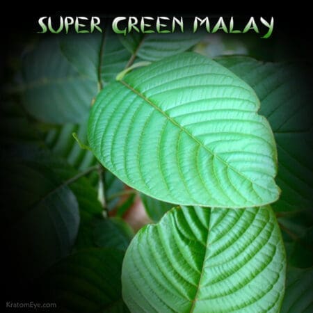 Super Green Malay, Hybrid Stimulating & Relaxing Kratom Aromas