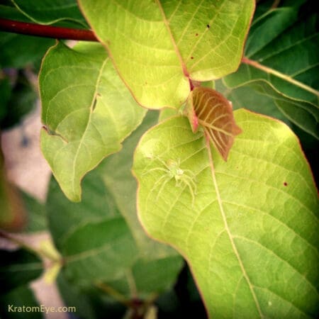 Live Kratom Plants, Trees, Cuttings, Clones. Grow Your Own Kratom. Rifat, Malaysian.