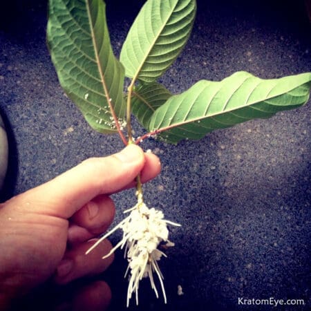 Live Kratom Trees, Cuttings, Clones. Grow your own Kratom.