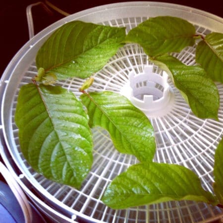 Live Kratom Plants, Trees, Cuttings, Clones. Grow Your Own Kratom. Rifat, Malaysian.