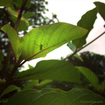 Live Kratom Plants, Trees, Cuttings, Clones. Grow Your Own Kratom.