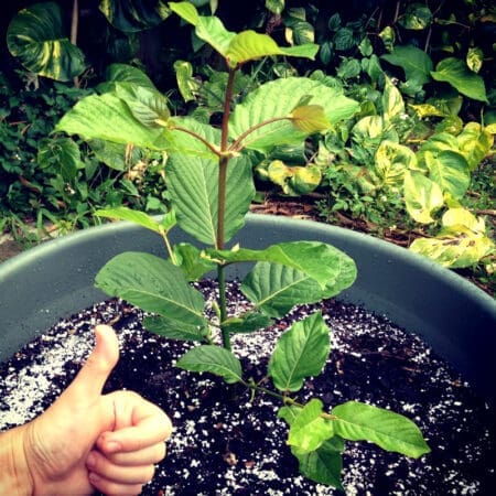 Live Kratom Plants, Trees, Cuttings, Clones. Grow Your Own Kratom. Rifat, Malaysian.