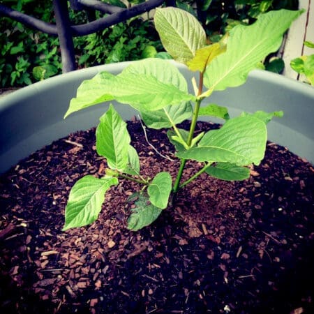 Live Kratom Plants, Trees, Cuttings, Clones. Grow Your Own Kratom. Rifat, Malaysian.