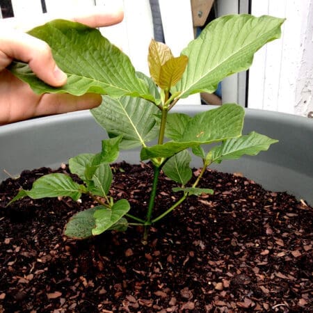Live Kratom Plants, Trees, Cuttings, Clones. Grow Your Own Kratom. Rifat, Malaysian.