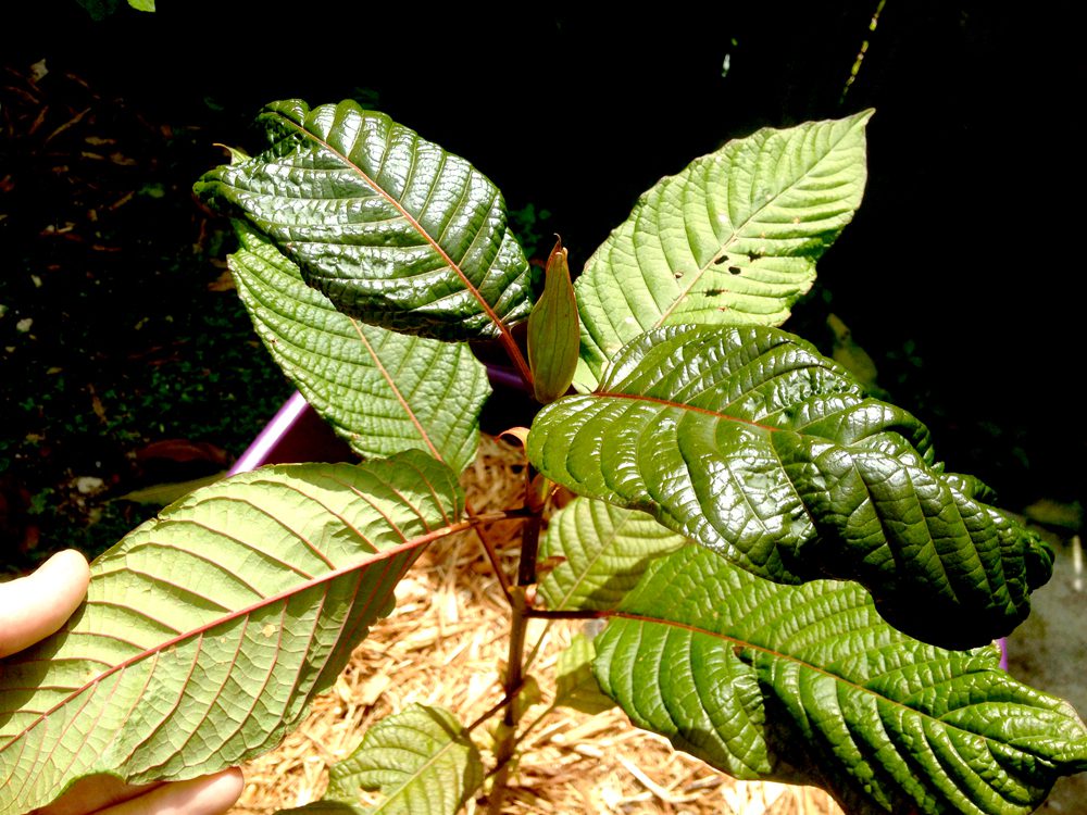 red vein thai kratom plants for sale