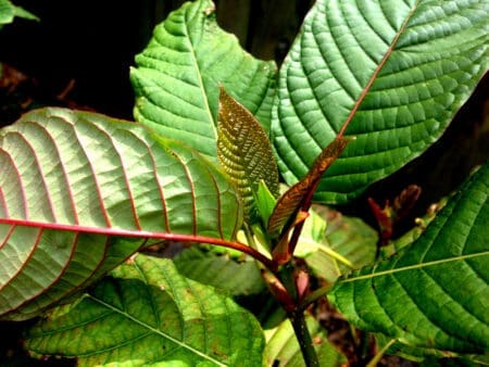 super green malaysian kratom plants for sale