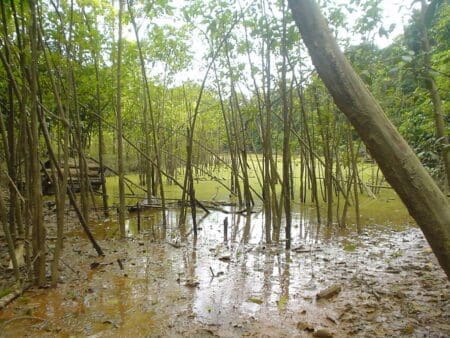 swamp kratom