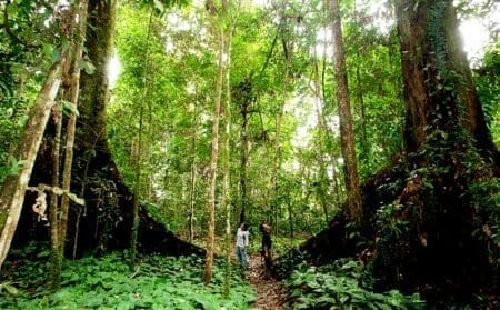 Kalimantan Maeng Da Kratom