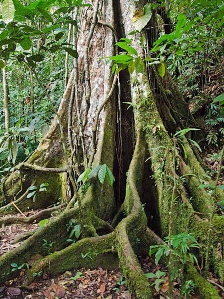 Kalimantan Maeng Da Kratom