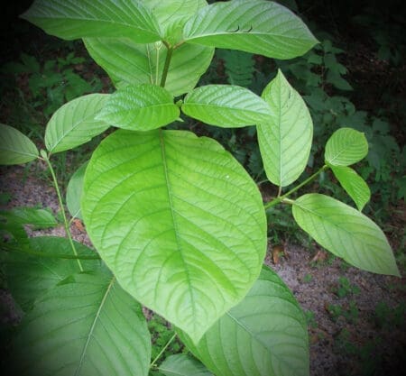Stimulating White Vein Kratom, Energizing