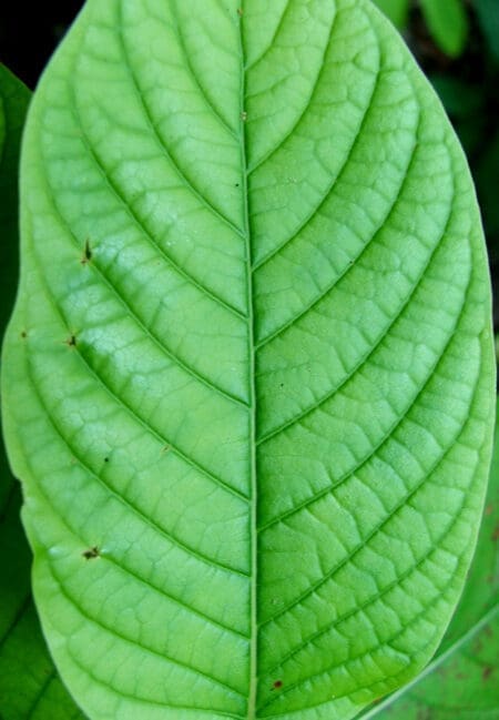 Thai Green Vein