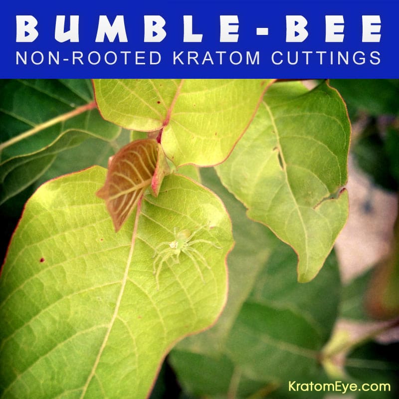 BUMBLE-BEE - Non-Rooted Kratom Plant Cuttings: