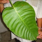 Elephant Kratom, White Vein Thai