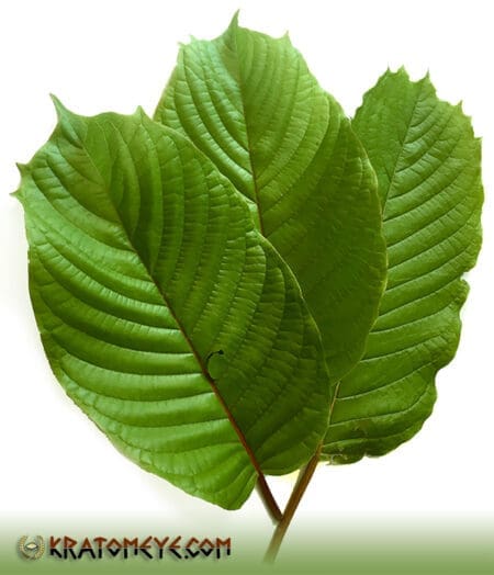 Grow your own Kratom Trees - Maeng Da, Horn, Thai...
