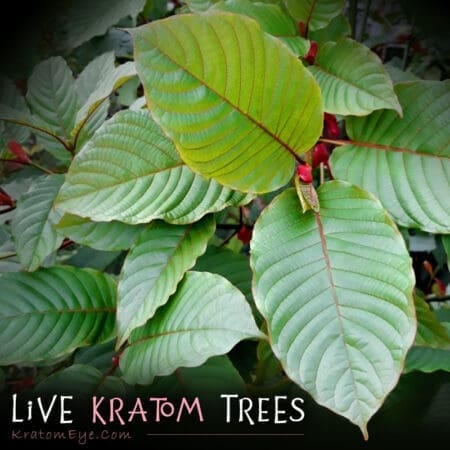 Red, Green, White Vein Live Kratom Trees, Plants, Clones, Cuttings