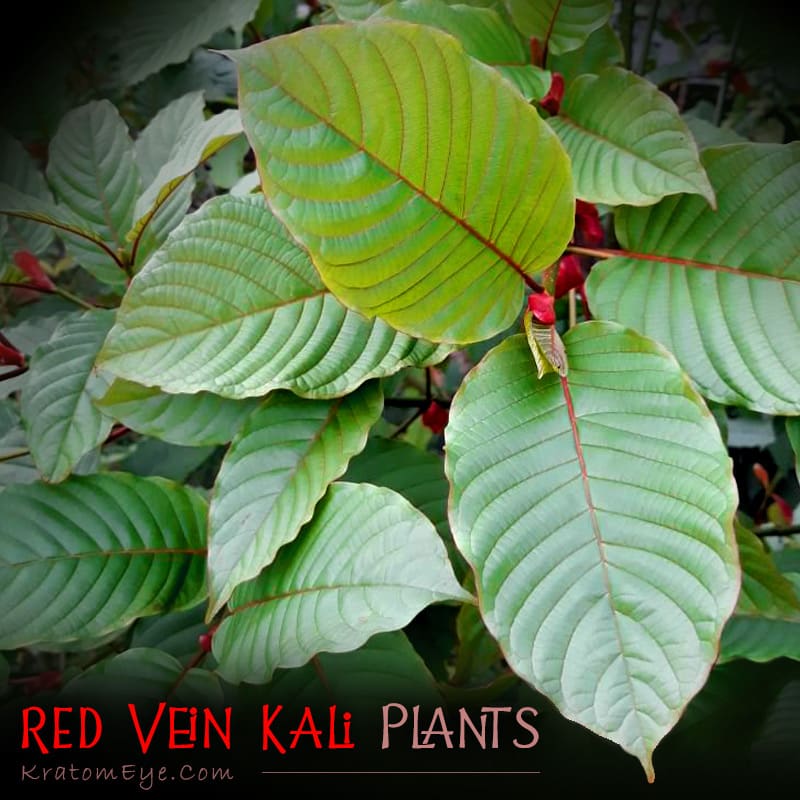 Red Vein Kalimantan Live Kratom Trees, Plants, Clones, Cuttings