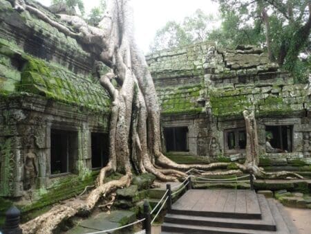 thailand green vein
