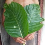 elephant kratom white vein thai large leaf