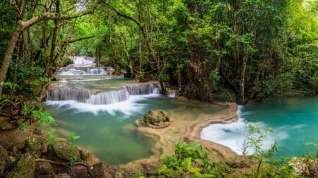 Thai Jungle Kratom