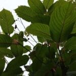 Best Green Vein Maeng Da Kratom Top Quality