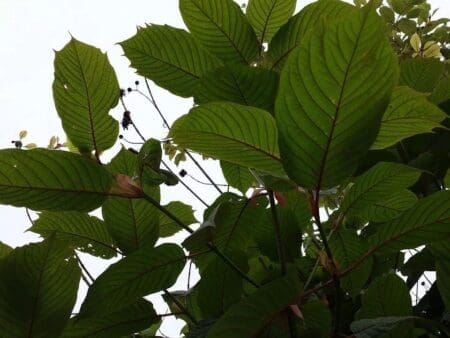 Best Green Vein Maeng Da Kratom Top Quality