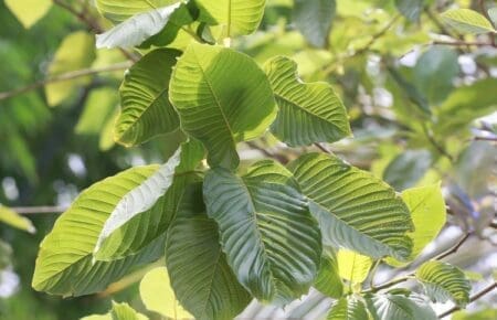 Robust Quality Green Vein Maeng Da Horn Kratom
