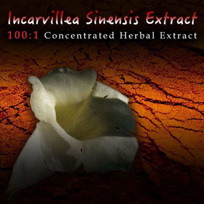 Incarvillea Sinensis 100:1 Extract - Herbal Pain, Insomnia, Anxiety Support