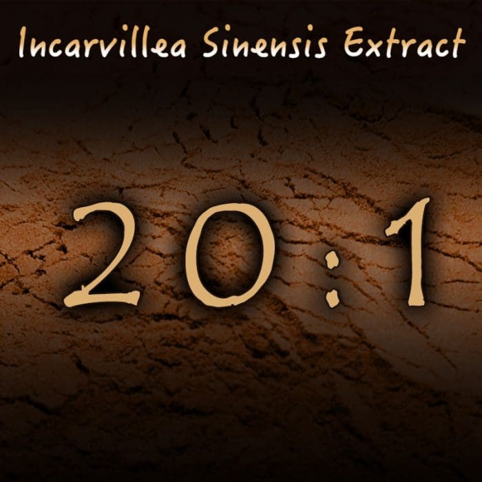 Incarvillea Sinensis 20:1 Extract - Herbal Pain, Insomnia, Anxiety Support
