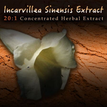 Incarvillea Sinensis 20:1 Extract - Herbal Pain, Insomnia, Anxiety Support