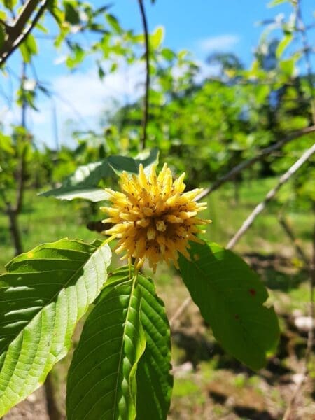 Grow Your Own Kratom Trees