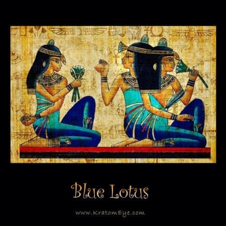 Blue Lotus Flower Extract