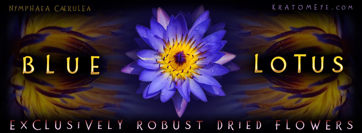 The Best Dried Blue Lotus Flowers - Nymphaea Caerulea
