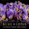 Exclusively Robust Dried Blue Lotus Flowers - Nymphaea Caerulea