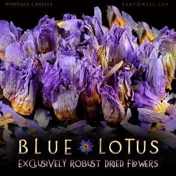 Exclusively Robust Dried Blue Lotus Flowers - Nymphaea Caerulea