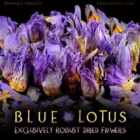 Exclusively Robust Dried Blue Lotus Flowers - Nymphaea Caerulea