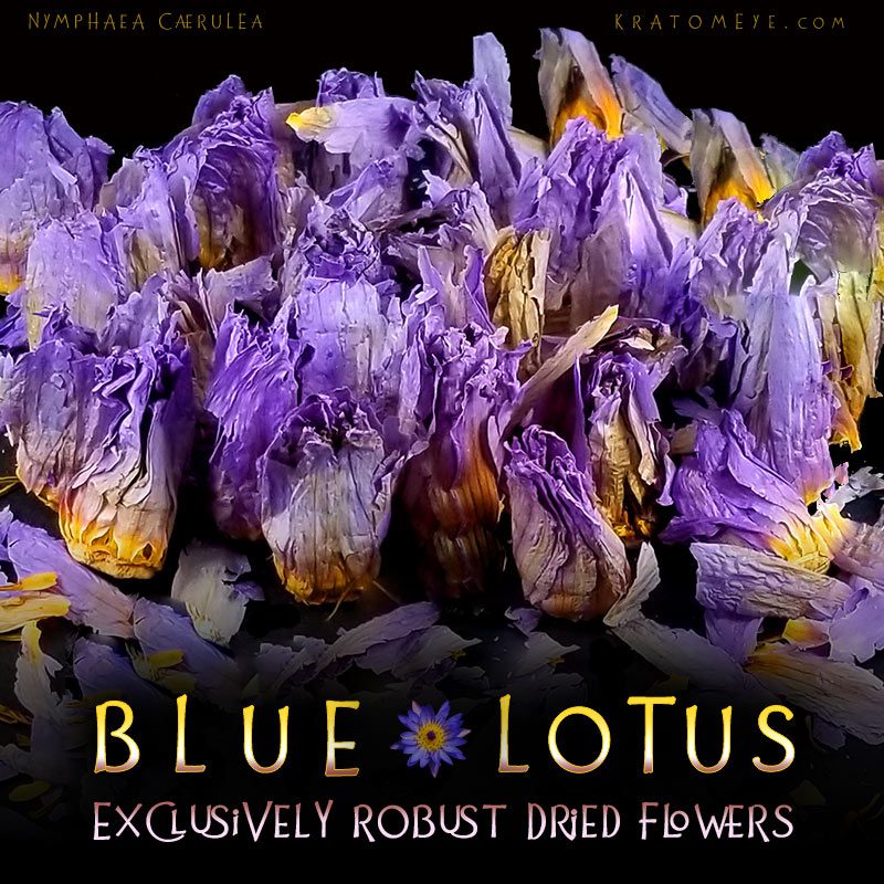 Exclusively Robust Dried Blue Lotus Flowers - Nymphaea Caerulea