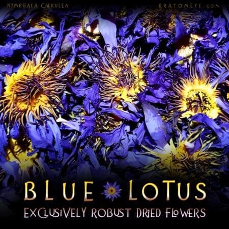 Blue Lotus Dried Flowers - Nymphaea Caerulea