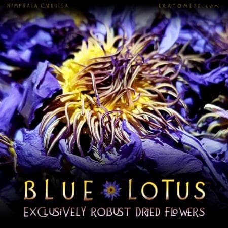 Blue Lotus Dried Flowers - Nymphaea Caerulea