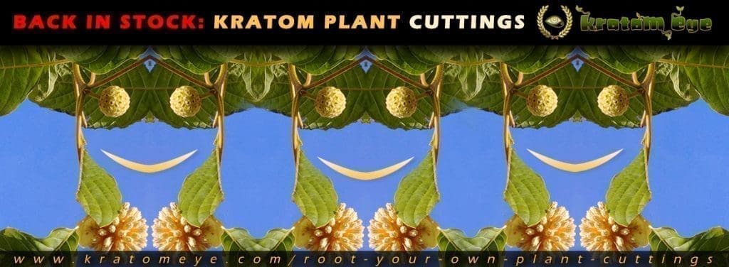 Kratom Live Plant Cuttings Back In Stock