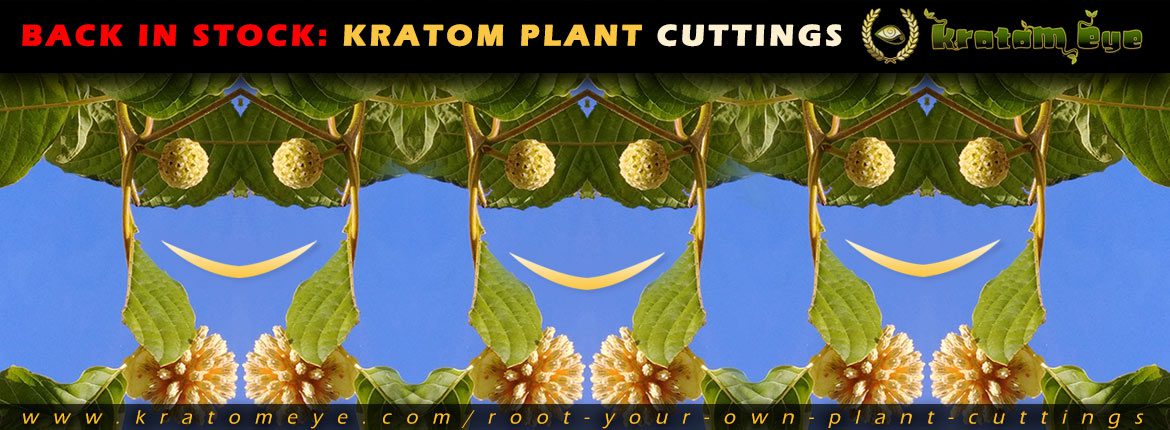 Kratom Live Plant Cuttings Back In Stock Kratom Live Plant Cuttings Back In Stock