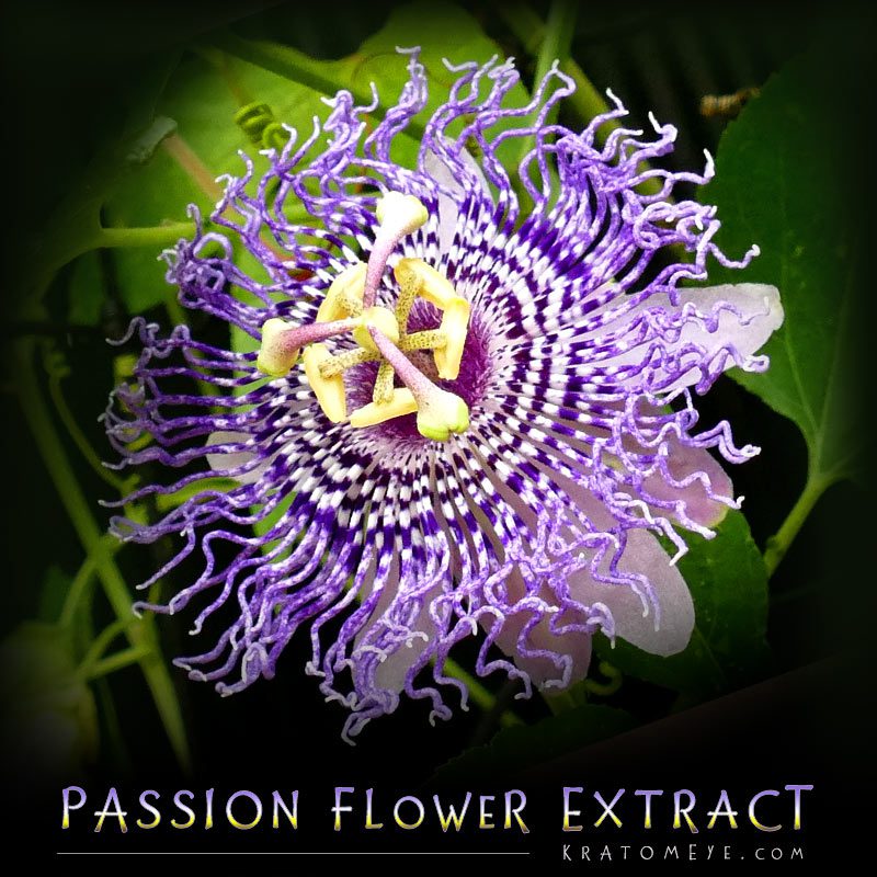 Chinese Cat's Claw aka Gou-Teng - Uncaria Rhynchophylla Passion Flower Extract (20:1 Concentration) - Passiflora Incarnata