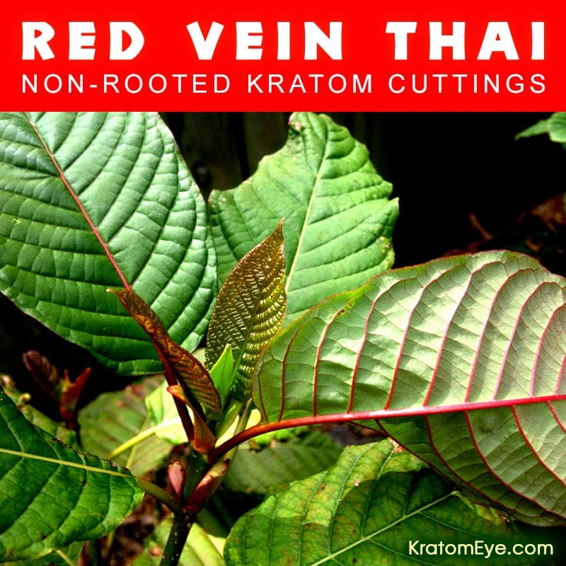 RED VEIN THAI - Non-Rooted Kratom Plant Cuttings: