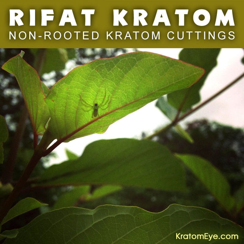 RIFAT THAI - Non-Rooted Kratom Plant Cuttings: