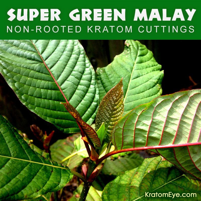 SUPER GREEN MALAY - Non-Rooted Kratom Plant Cuttings: