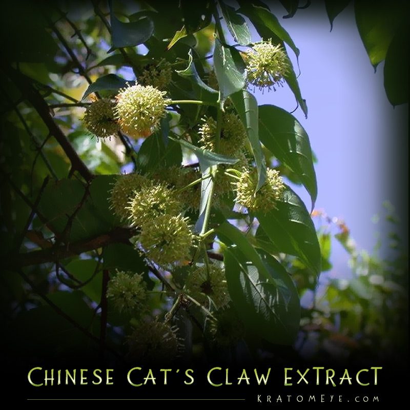 Chinese Cat's Claw - aka Gou-Teng - Uncaria Rhynchophylla Chinese Cat's Claw - aka Gou-Teng - Uncaria Rhynchophylla