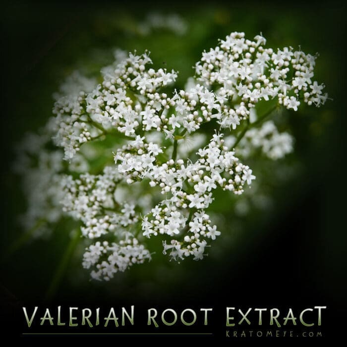 Valerian Root Extract