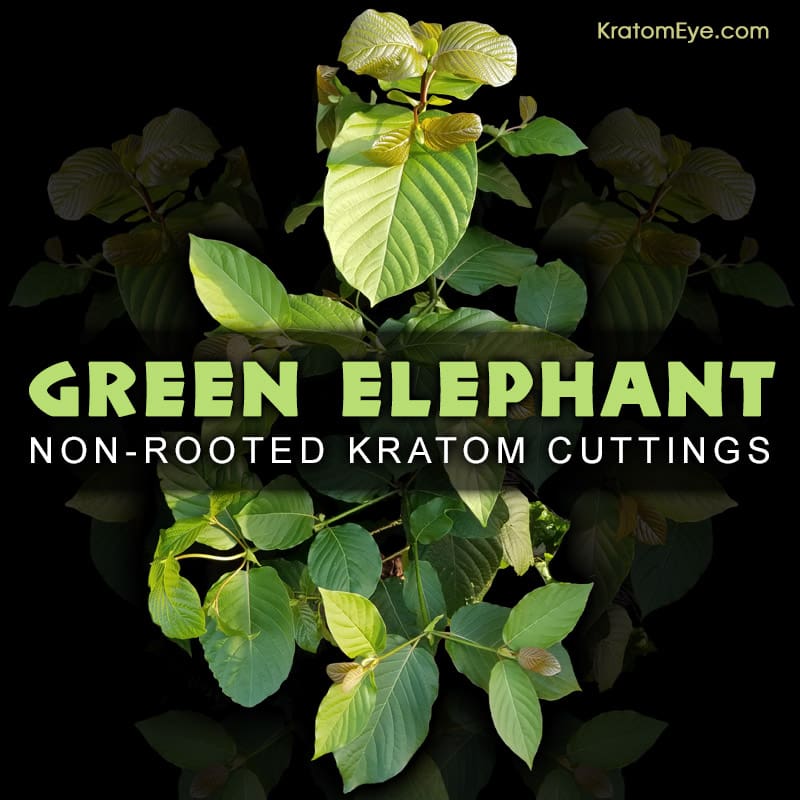 GREEN ELEPHANT - Non-Rooted Kratom Plant Cuttings: