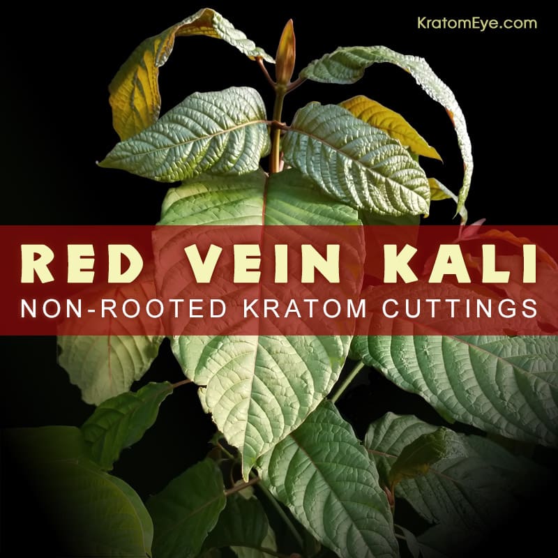 RED VEIN KALI - Non-Rooted Kratom Plant Cuttings: