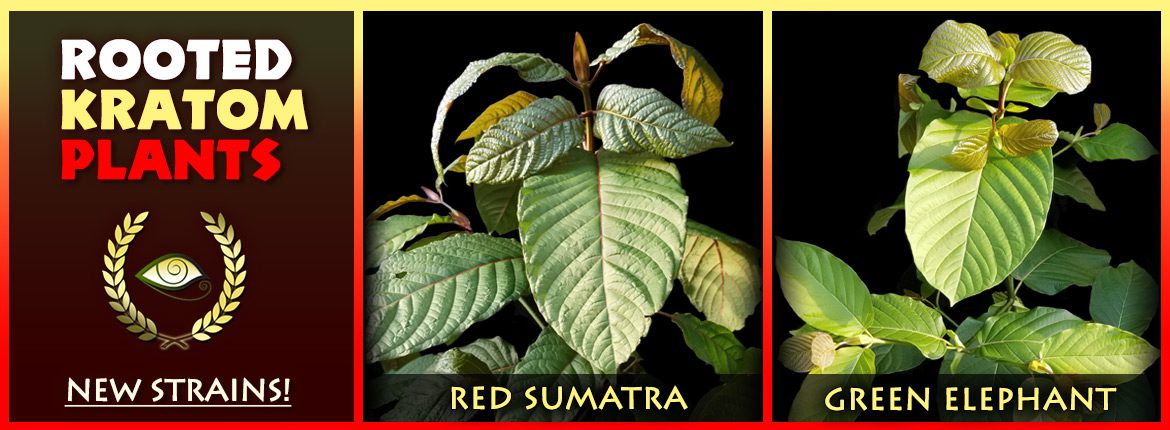NEW: Red Sumatra & Green Elephant - Rooted Kratom Plants